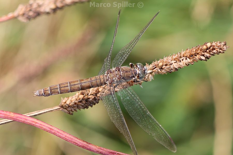 Orthetrum coerulescens